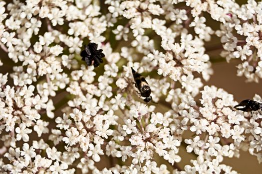 Insects eating pollen on white flowers, macro photography, details, black, various