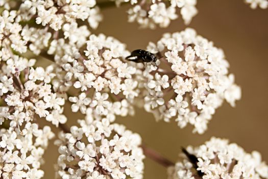 Insects eating pollen on white flowers, macro photography, details, black, various
