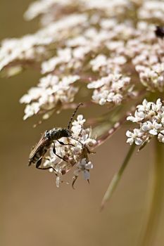 Insect eating pollen on white flowers, macro photography, details, black,