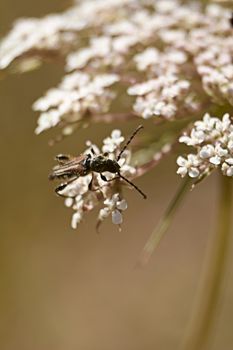 Insect eating pollen on white flowers, macro photography, details, black,