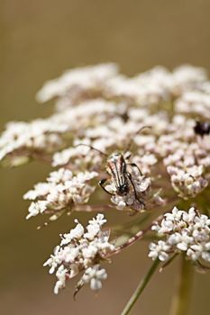 Insect eating pollen on white flowers, macro photography, details, black,