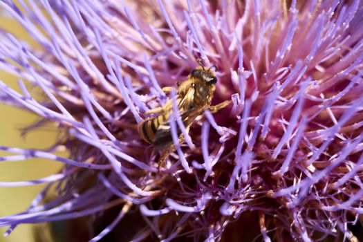 Wasp on pink flower eating pollen, macro photography, details, pollination