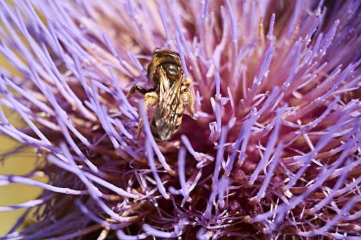 Wasp on pink flower eating pollen, macro photography, details, pollination