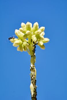 Small ants climbing a yellow flower, macro photography, details