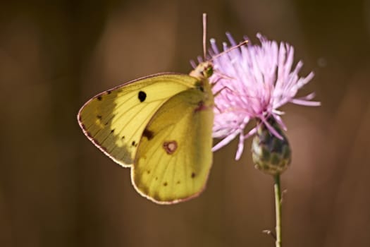 Greenish colored butterfly on a pink flower, macro photography, details,