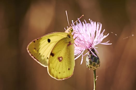 Greenish colored butterfly on a pink flower, macro photography, details,