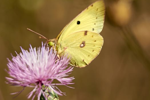 Greenish colored butterfly on a pink flower, macro photography, details,