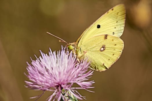 Greenish colored butterfly on a pink flower, macro photography, details,