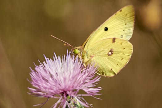 Greenish colored butterfly on a pink flower, macro photography, details,