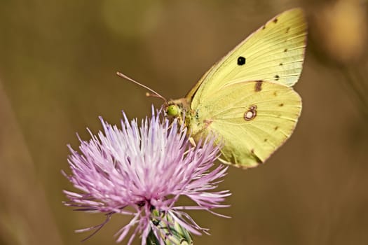 Greenish colored butterfly on a pink flower, macro photography, details,