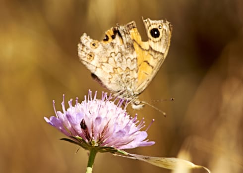 Ocher colored butterfly on a pink flower, macro photography, details,