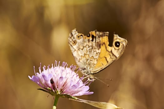 Ocher colored butterfly on a pink flower, macro photography, details,