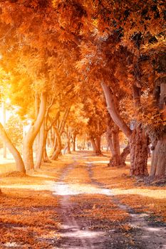 Beautiful Autumn Park in Sunny Day


