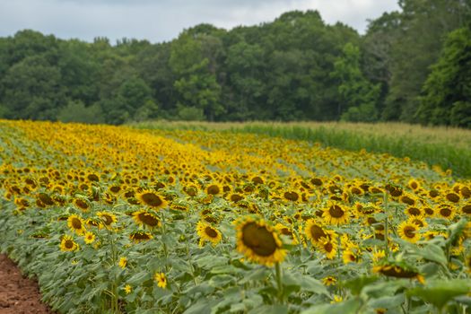A beautiful field of sunflowers blossoms on a sunny summers day