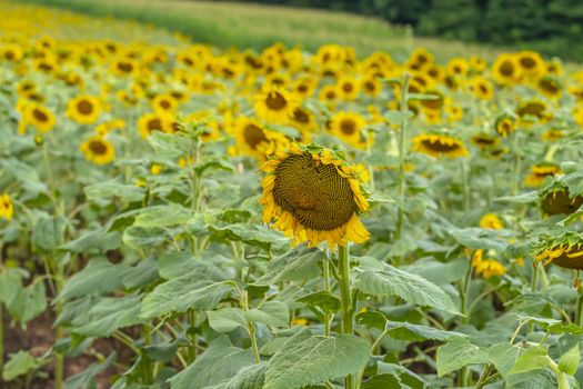 A beautiful field of sunflowers blossoms on a sunny summers day
