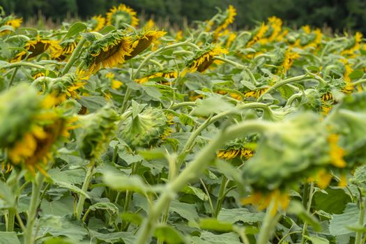 A beautiful field of sunflowers blossoms on a sunny summers day