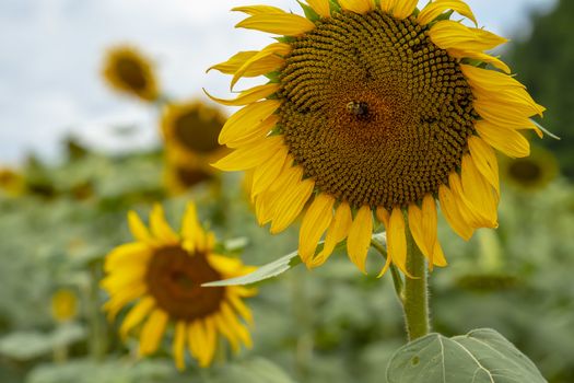 A beautiful field of sunflowers blossoms on a sunny summers day
