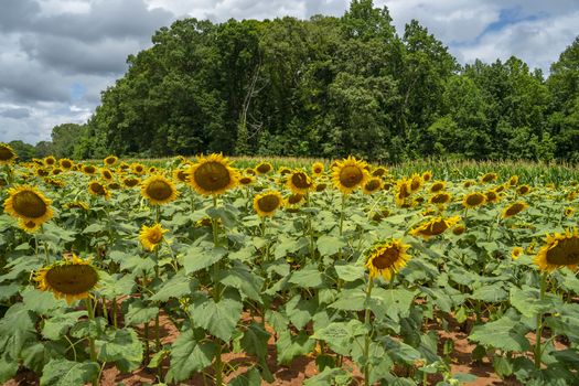 A beautiful field of sunflowers blossoms on a sunny summers day