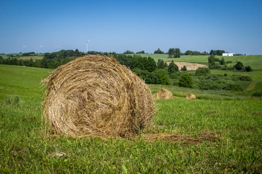 Grass hay in a green grassy land or pasture with trees in summer in a low angle view under a cloudy blue sky in an agricultural landscape