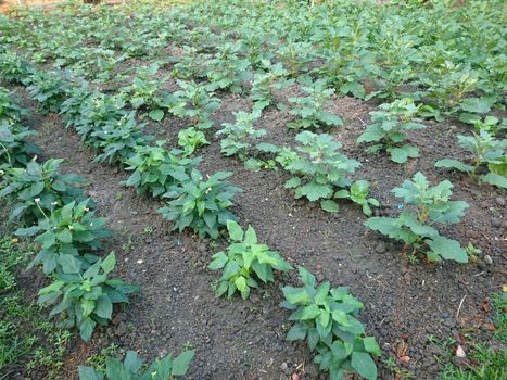 Organic vegetable plot in garden at home