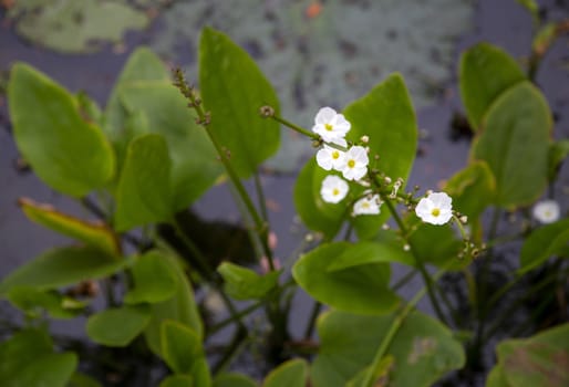 White little flower in the pond