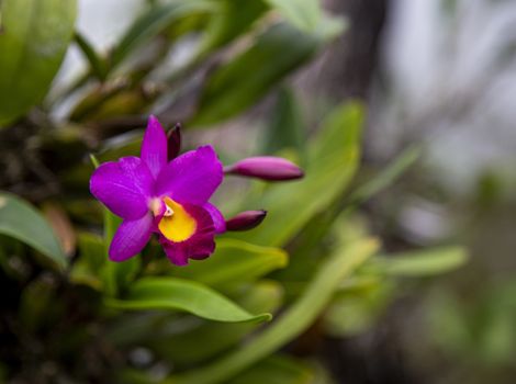 Close-up purple orchid in the garden