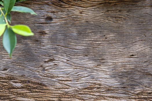 Background of wooden board with green leaf