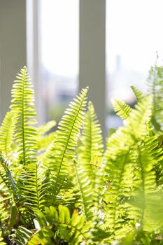 Closeup of fern green leaf with light