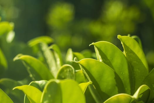 Close up of leaf and green background