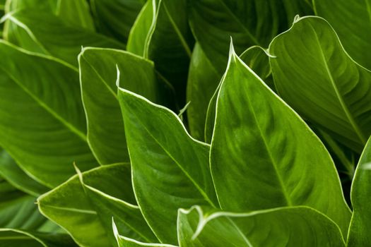 Close up of green leaf texture for background