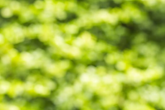 Abstract blur of nature with green