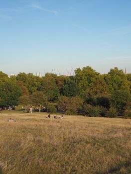 LONDON, UK - CIRCA SEPTEMBER 2019: View of London skyline from Primrose Hill north of Regent's Park