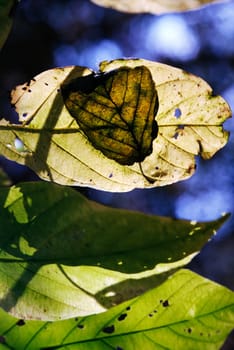 closeup of autumnal sunlight show-trough leaves creating different opactities and some leaves are still green