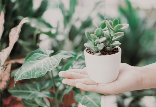 Woman hand holding fresh succulent plant in pot for decoration with vintage tone, selective focus