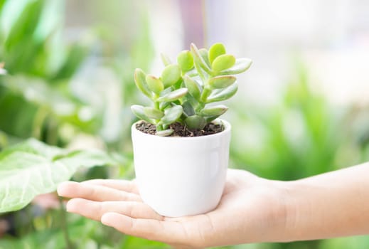 Woman hand holding fresh succulent plant in pot for decoration with vintage tone, selective focus