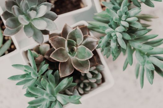 Closeup succulent plant in pot for decoration with vintage tone, selective focus