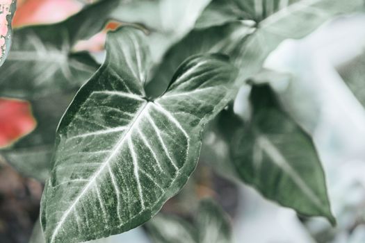 Fresh green arrowhead vine plant (Syngonium podophyllum) in black pot