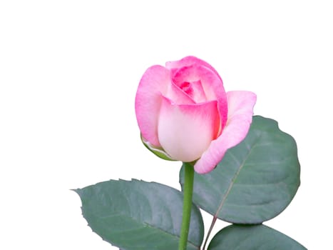 Beautiful sweet pink rose bud flower isolated on white background, love and romantic concept