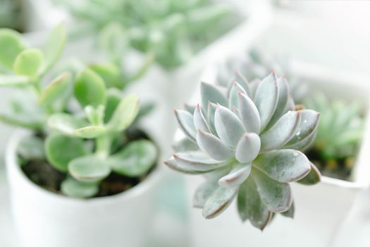 Closeup succulent plant in pot for decoration with vintage tone, selective focus