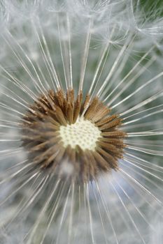 close-up of a dandelion - macro of the blossom