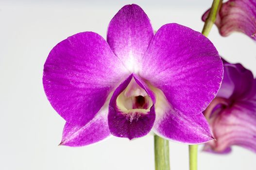 close-up of a orchidee blossom in nature