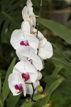 close-up of a orchidee blossom in nature