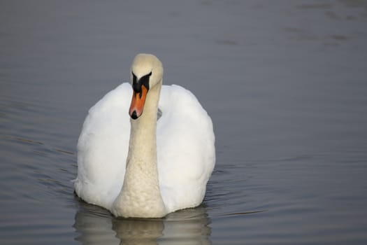 Swan in sundown - Cygnini