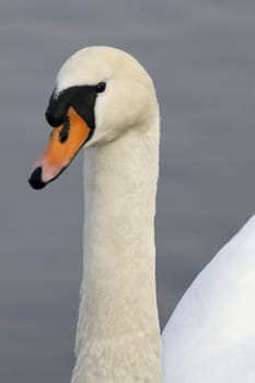 Swan in sundown - Cygnini