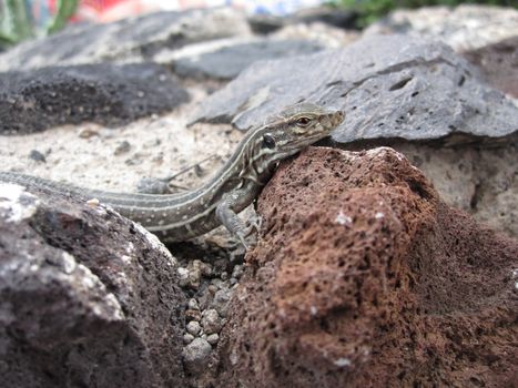 Tenerife lizard