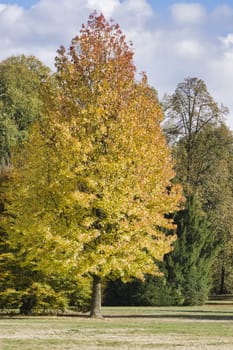 a brown golden tree in the indian summer with blue sky