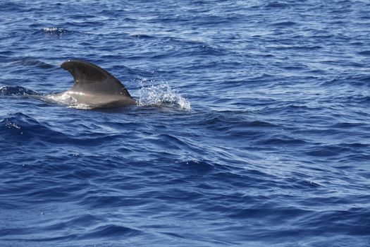 pilot whale iat canary-islands - Tenerife