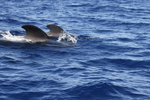 pilot whale iat canary-islands - Tenerife