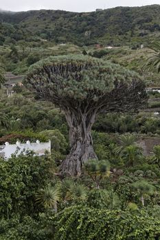 1000 year old dragon tree opf Icod de los Vinos