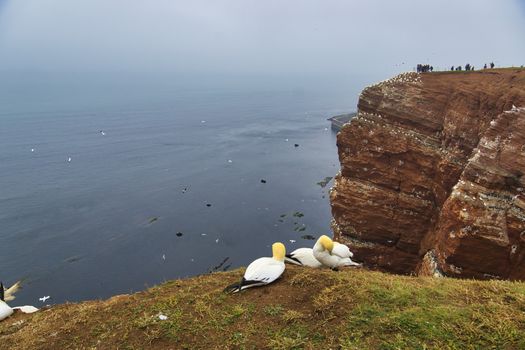 colony of northern garnet on the red Rock - Heligoland island